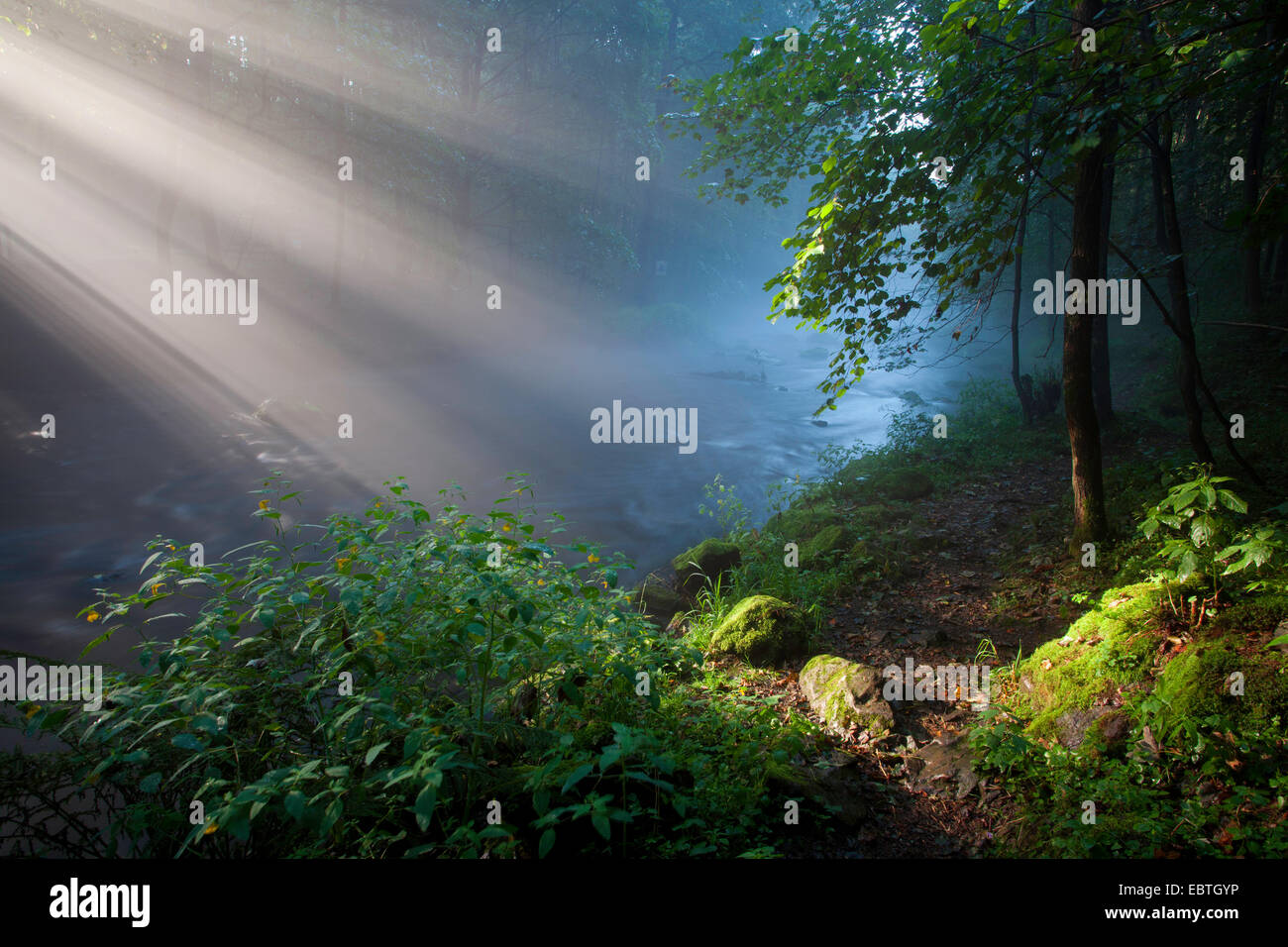 Raggi di sole a forest creek, in Germania, in Sassonia, Vogtland, Triebtal Foto Stock