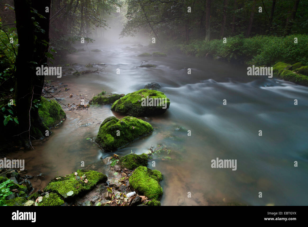 Fiume in una foresta in mattina umido, in Germania, in Sassonia, Vogtland, Triebtal Foto Stock