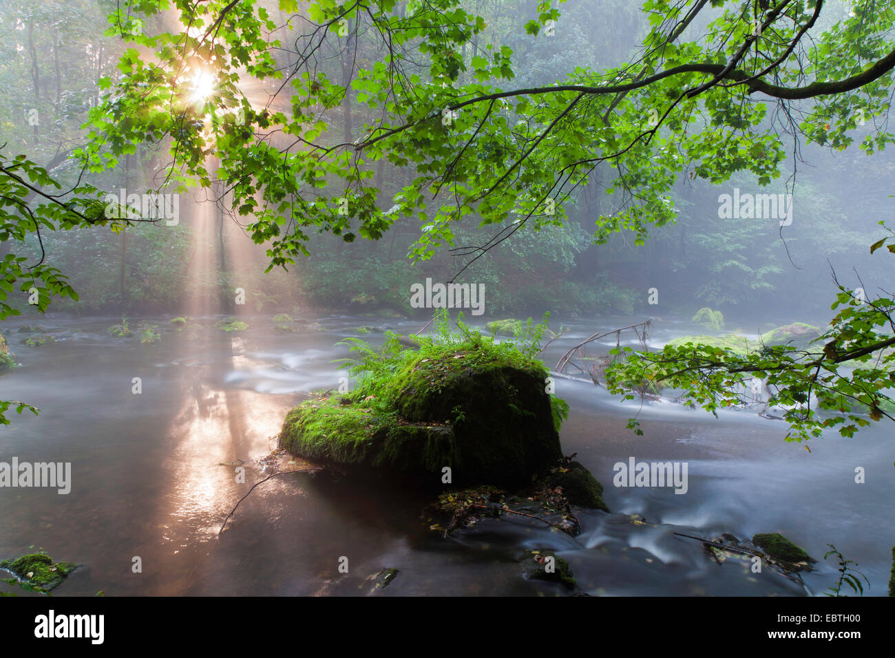 Raggi di sole a forest creek, in Germania, in Sassonia, Vogtland, Triebtal Foto Stock