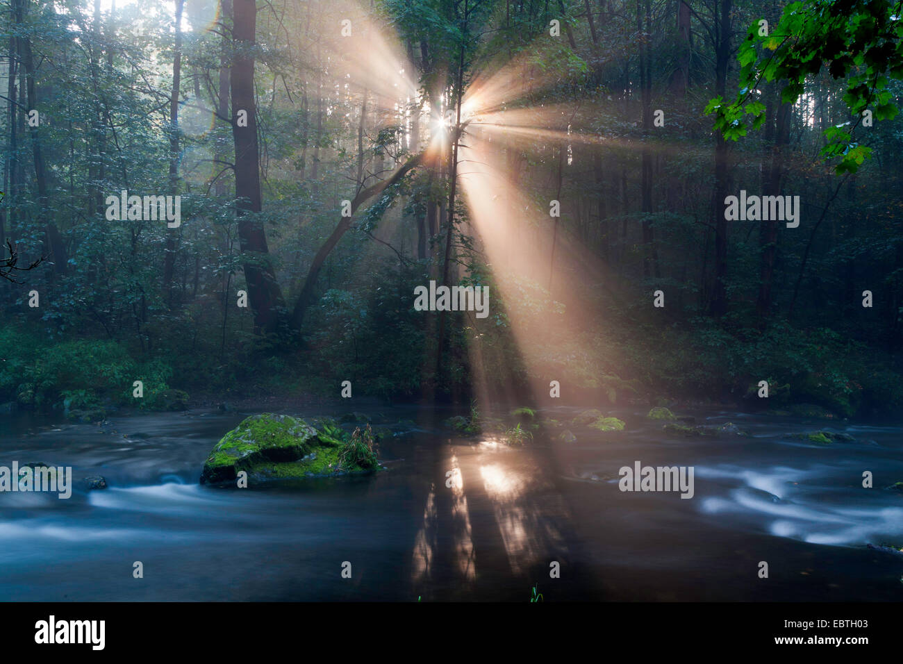 Raggi di sole a forest creek, in Germania, in Sassonia, Vogtland, Triebtal Foto Stock