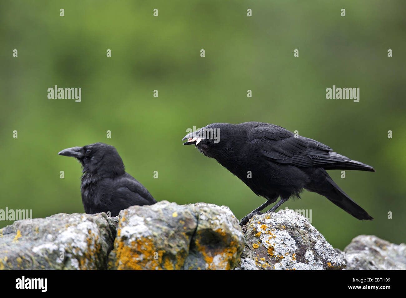 Northwestern crow (Corvus caurinus), due individui seduti su una roccia alimentazione, STATI UNITI D'AMERICA, Alaska Foto Stock