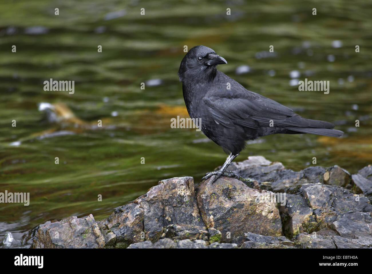 Northwestern crow (Corvus caurinus), seduto sulla riva del fiume Eagle guardando indietro, STATI UNITI D'AMERICA, Alaska, Tongass National Forest Foto Stock