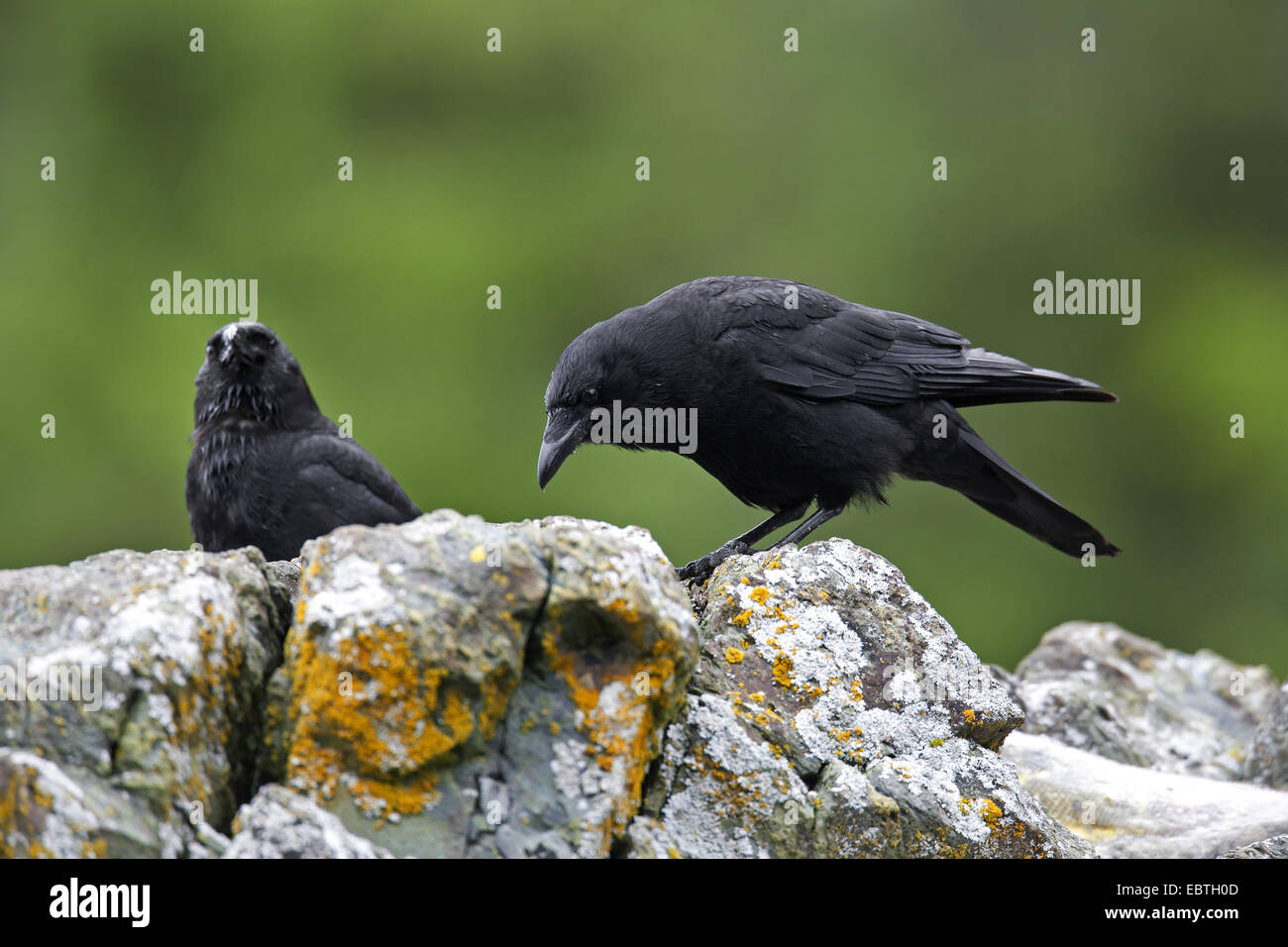 Northwestern crow (Corvus caurinus), due individui seduti su una roccia, USA, Alaska Foto Stock