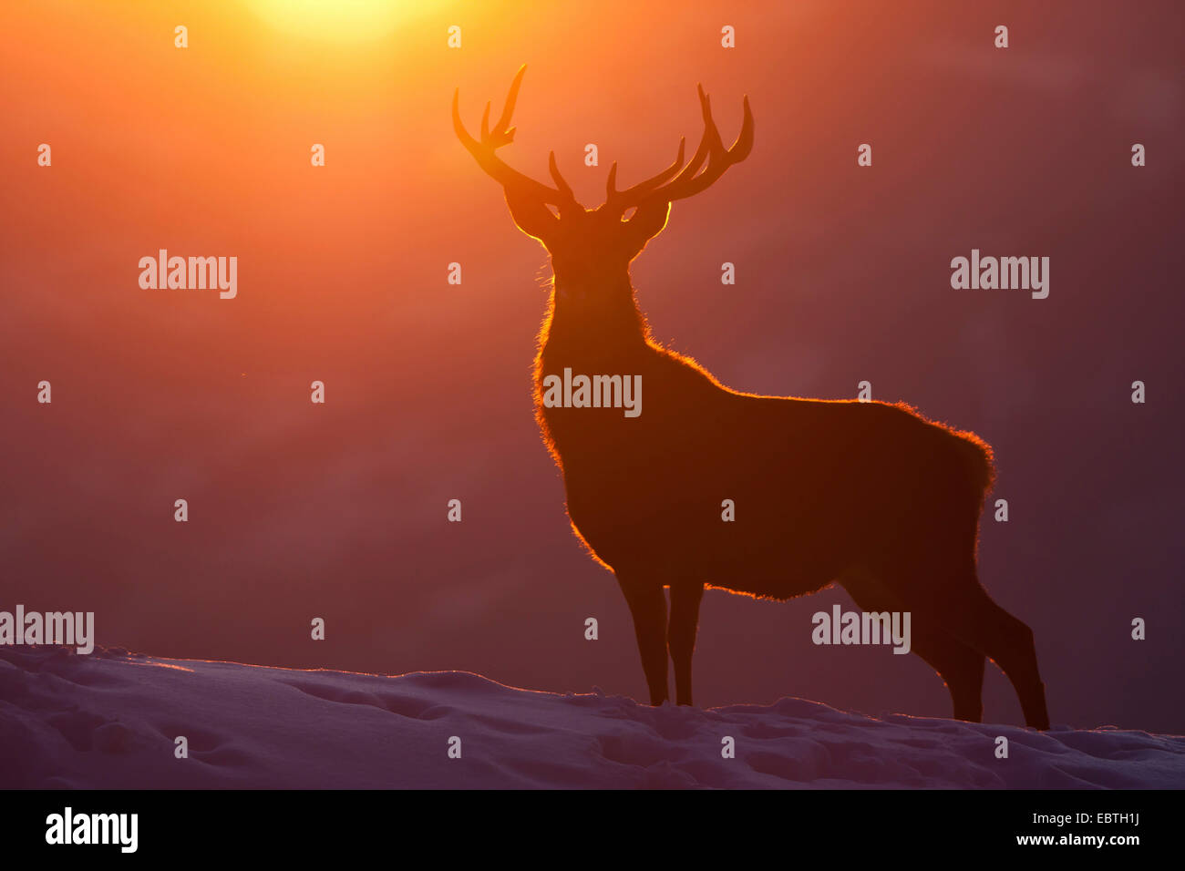 Il cervo (Cervus elaphus), silhouette di un toro di fronte winterly tramonto, Austria Vorarlberg Foto Stock