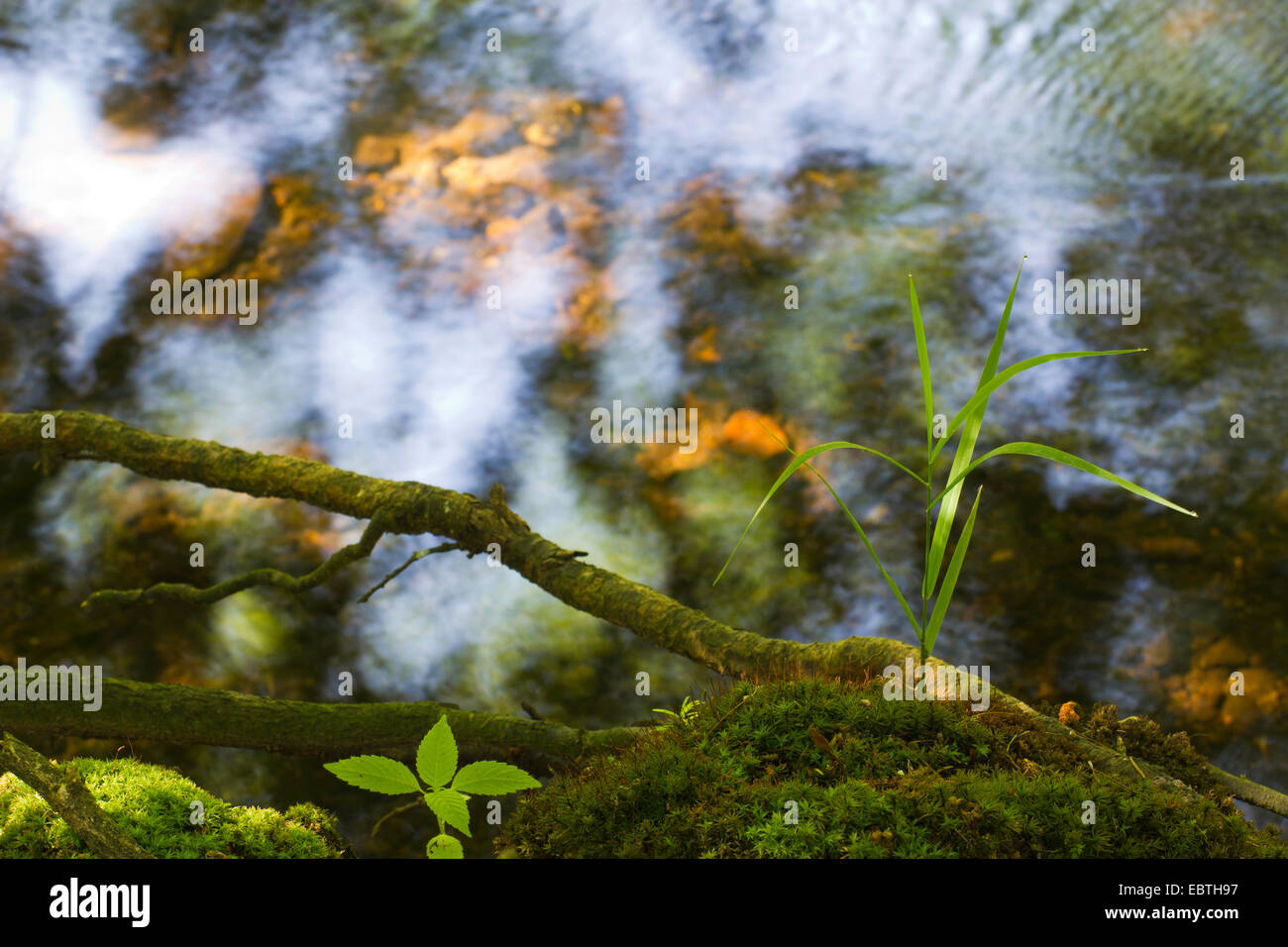 Vista da una mossy riverside sull'acqua che riflette il cielo, in Germania, in Sassonia, Vogtland, Triebtal Foto Stock