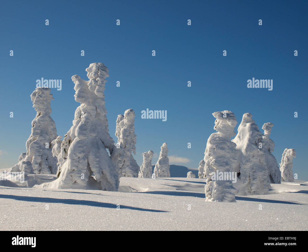 Coperta di neve alberi di conifere, Repubblica Ceca, Riesengebirge, Spindlermuehle Foto Stock