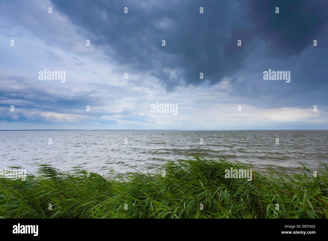 Vista da reed-cresciute shore a bodden, Germania, Meclemburgo-Pomerania, Fischland, Wustrow Foto Stock