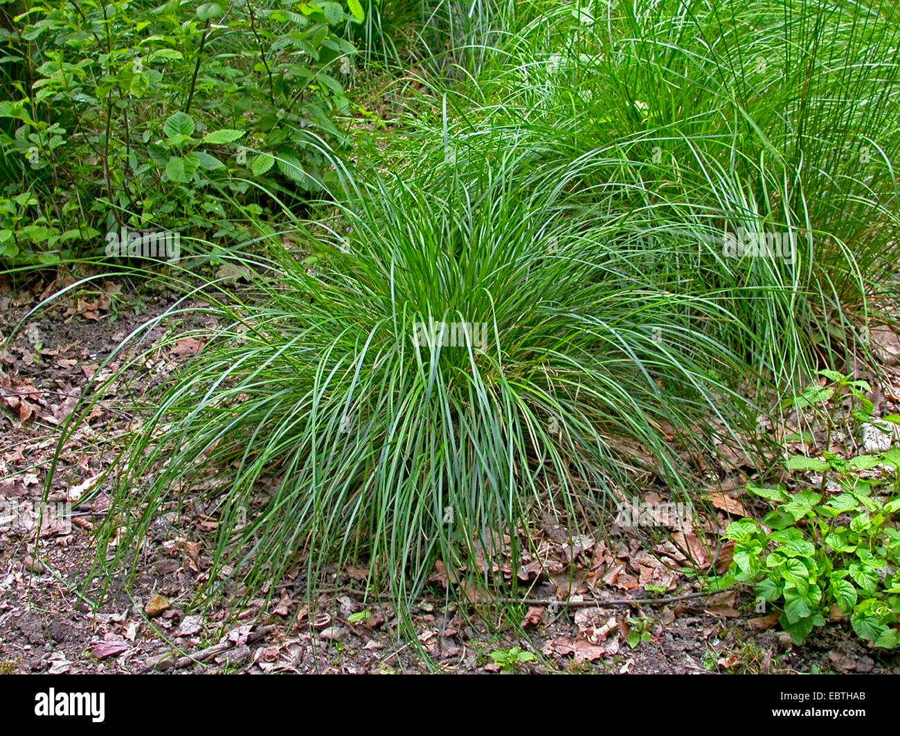 Capelli tufted-erba (Deschampsia cespitosa), Germania Foto Stock