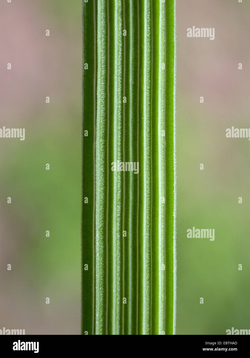 Capelli tufted-erba (Deschampsia cespitosa), macroshot della superficie di foglia, Germania Foto Stock