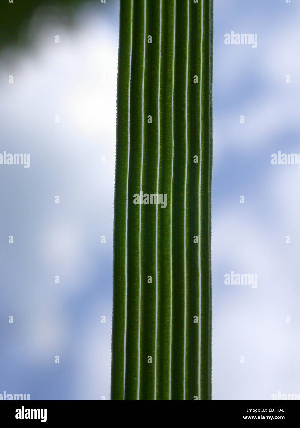 Capelli tufted-erba (Deschampsia cespitosa), foglia in controluce, Germania Foto Stock