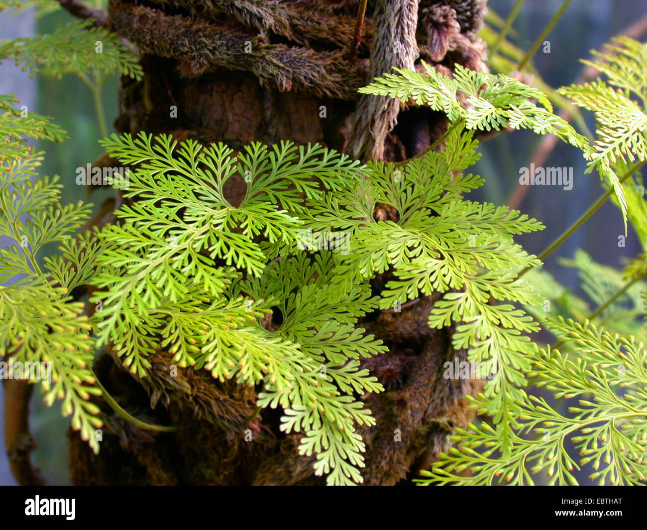 Coniglio piedi Fern (Davallia fejeensis), foglie Foto Stock