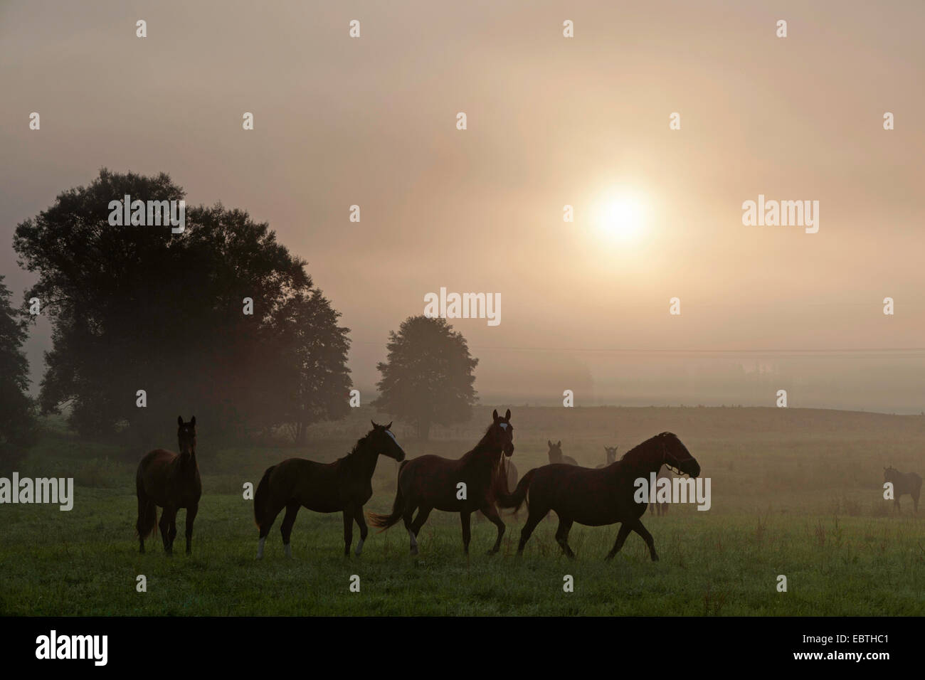 Allevamento di cavalli sul paddock di mattina umido di sunrise, Germania Foto Stock