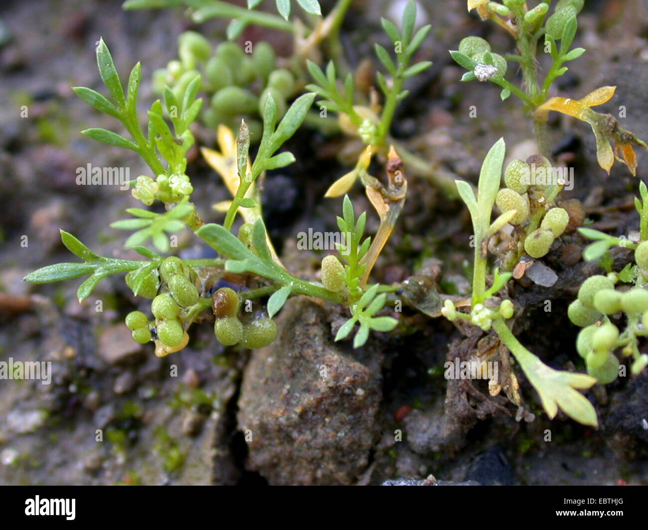 Minor suina-crescione, wartcress (Coronopus didymus), la fruttificazione, Germania Foto Stock