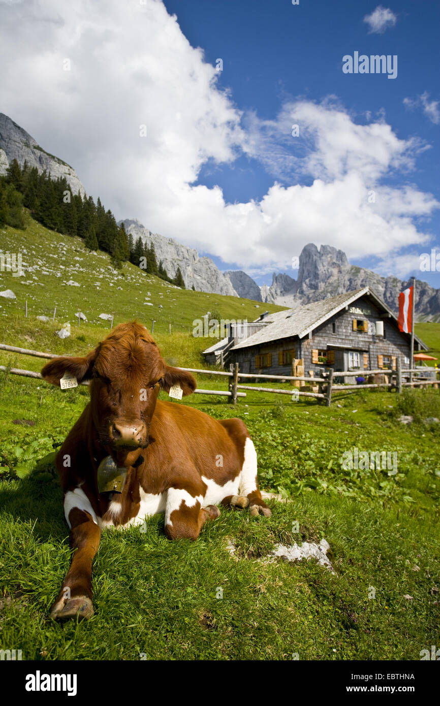 Gli animali domestici della specie bovina (Bos primigenius f. taurus), mucca giacente in un prato di montagna nella parte anteriore di una baita alpina, Austria, Bischofmuetze, Gosaukamm Foto Stock