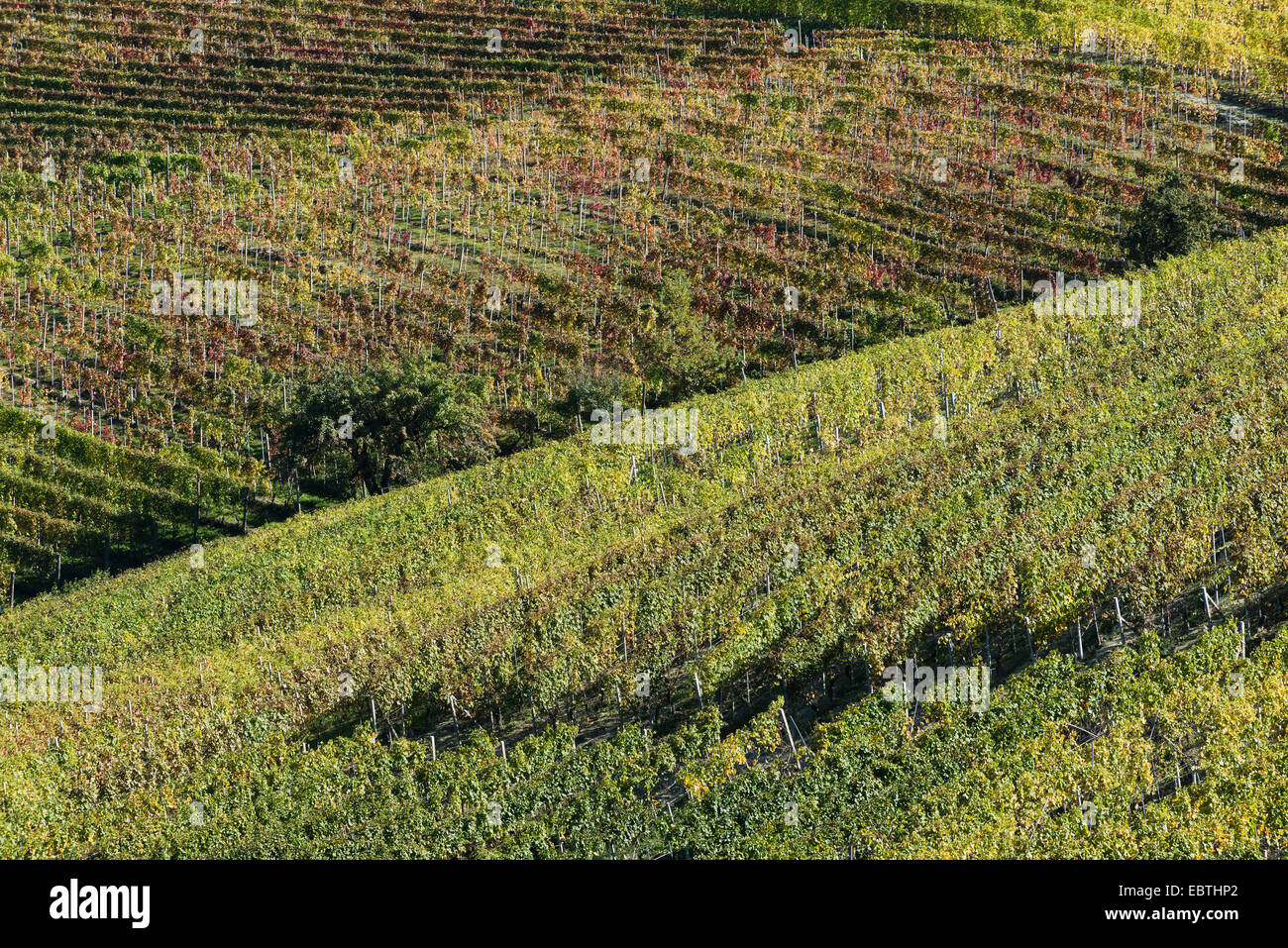 L'Italia, panorama di vigneti del Piemonte: Langhe-Roero e Monferrato nella Lista del Patrimonio Mondiale UNESCO Foto Stock