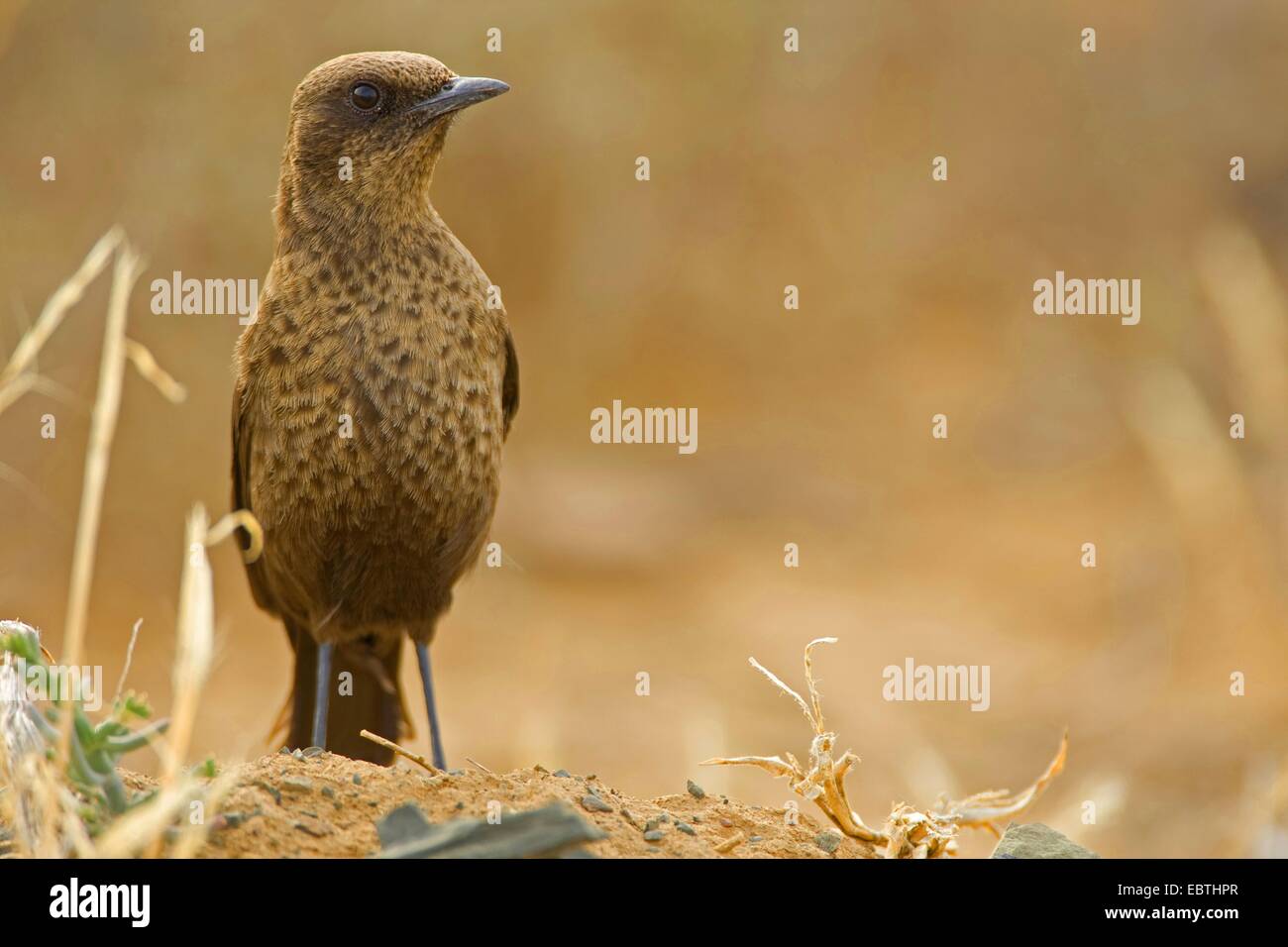 Southern anteater chat (Myrmecocichla formicivora), seduto a terra, Sud Africa, Eastern Cape, Mountain Zebra National Park Foto Stock