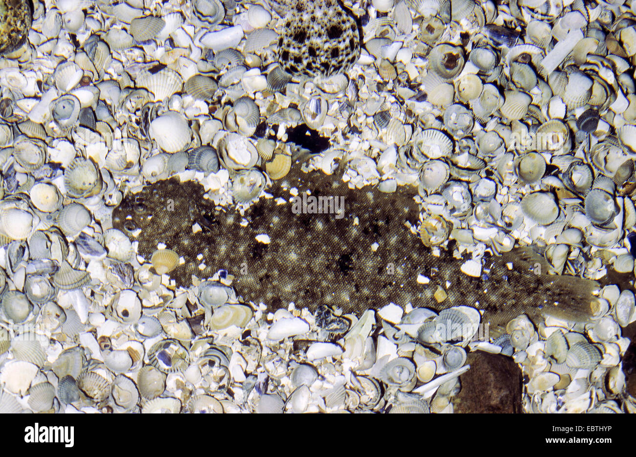 La sogliola (sogliola di Dover) (Solea vulgaris, Solea solea), metà scavato tra conchiglie presso il fondo del mare Foto Stock