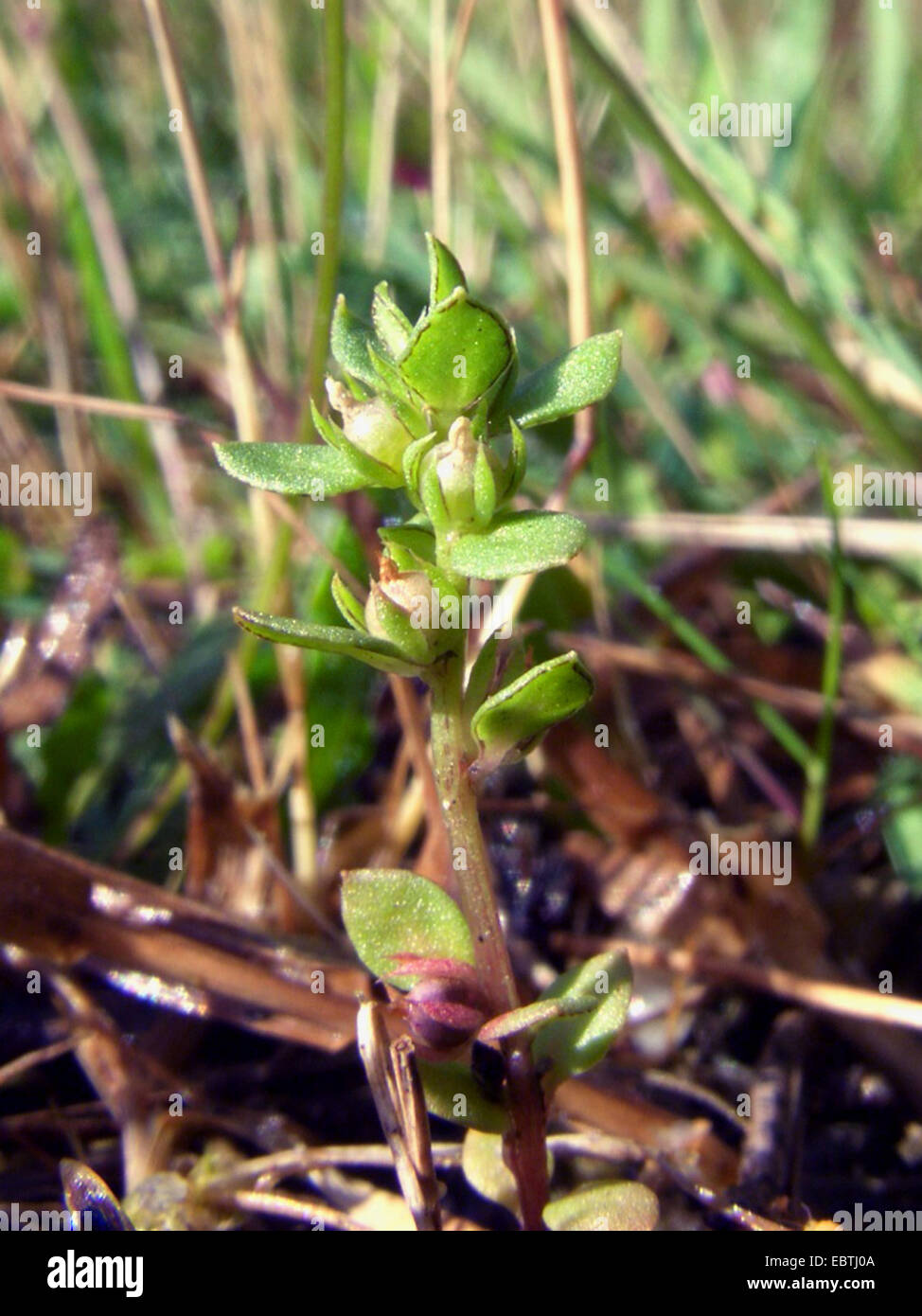 Chaffweed (Anagallis minimi, Centunculus minimus), la fruttificazione, in Germania, in Renania settentrionale-Vestfalia Foto Stock