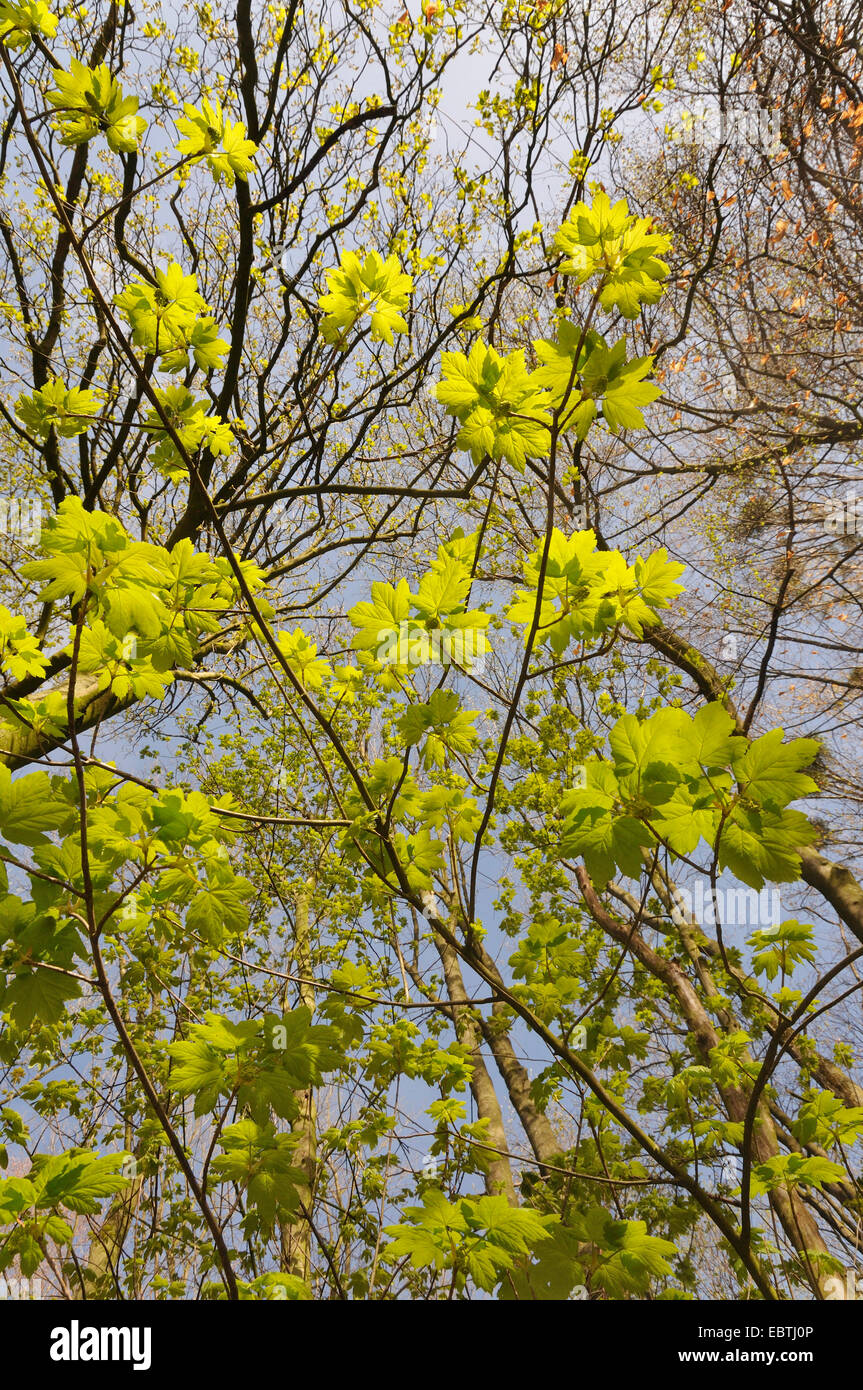 Acero di monte, grande Acero (Acer pseudoplatanus), la proliferazione di un giovane albero in primavera, in Germania, in Renania settentrionale-Vestfalia Foto Stock