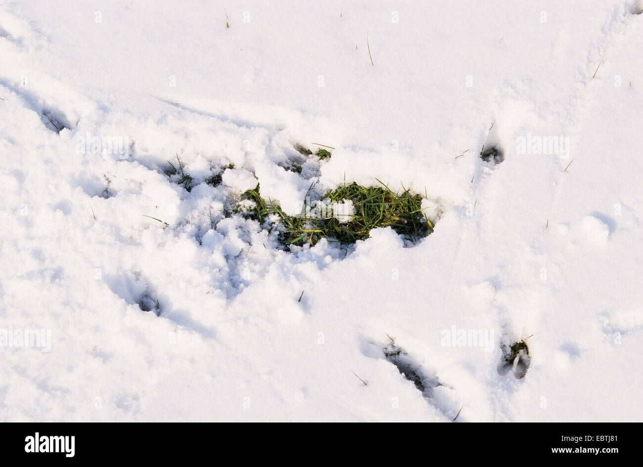 Il capriolo (Capreolus capreolus), pawing tracce di ricerca di cibo in una coperta di neve prato, Germania Foto Stock