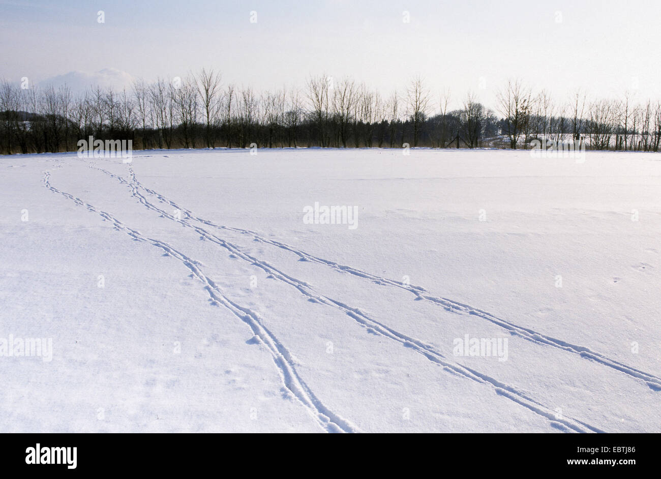 Il capriolo (Capreolus capreolus), tracce di un gruppo in una coperta di neve prato, Germania Foto Stock
