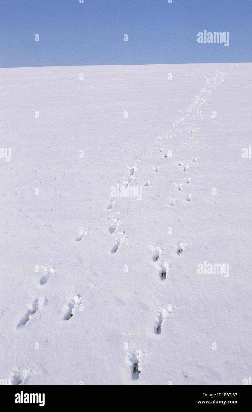 Il capriolo (Capreolus capreolus), tracce di due animali a una coperta di neve pendenza, Germania Foto Stock