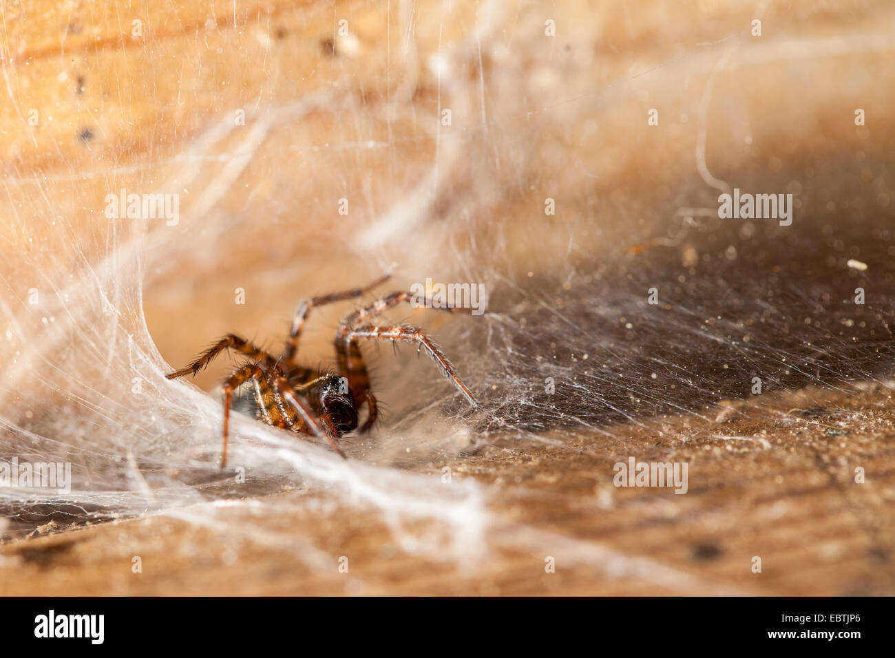 Ragno sul suo spiderweb Foto Stock