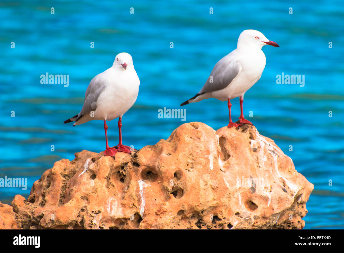 Gabbiano argento (Larus novaehollandiae, Chroicocephalus novaehollandiae ), due gabbiani su una roccia costiere, Australia Australia Occidentale, Coral Bay Foto Stock