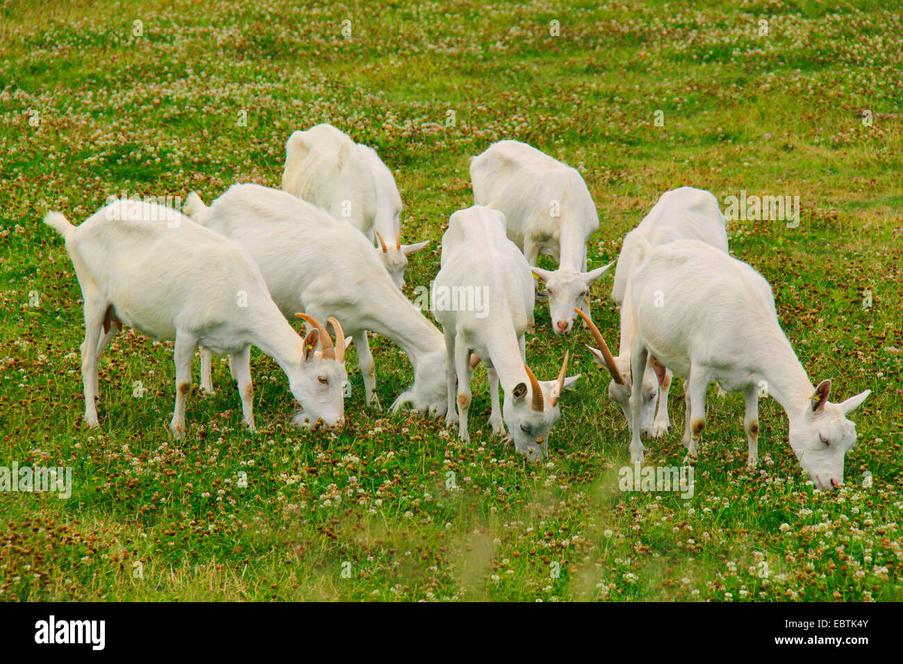 Capra domestica, Weisse Deutsche Edelziege, bianco tedesco (Capra hircus, Capra aegagrus f. hircus), gregge di capre alimentando in un pascolo, Germania, Brandeburgo, Oderland Foto Stock