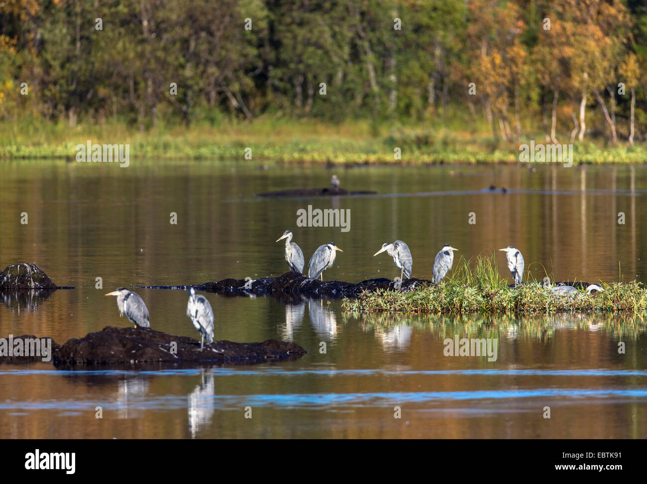 Airone cinerino (Ardea cinerea), aironi cenerini al lago Prestvannet, Norvegia, Troms Foto Stock