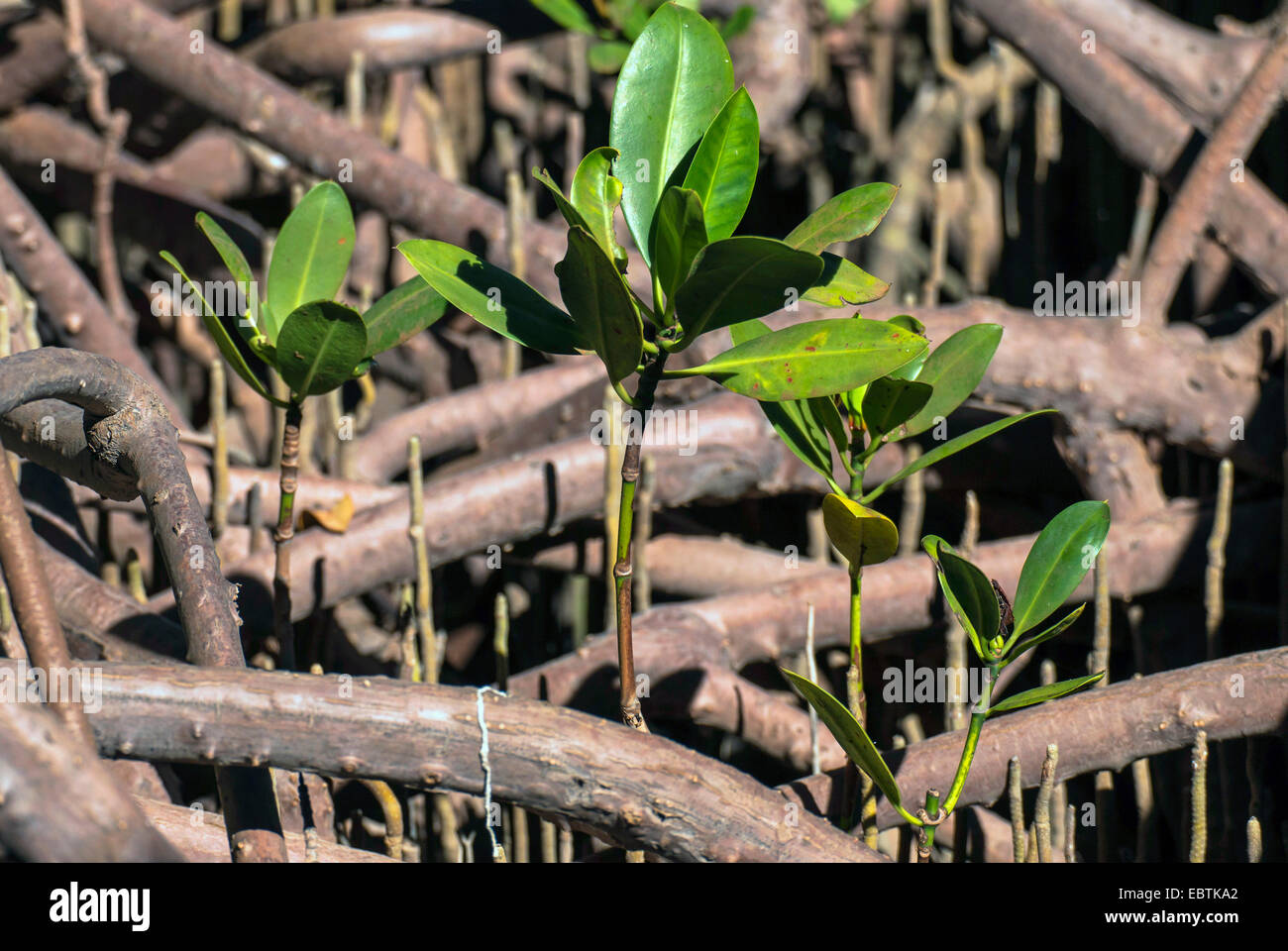 Mangrovie in Cape Range National Park, Australia Australia Occidentale, Cape Range National Park Foto Stock
