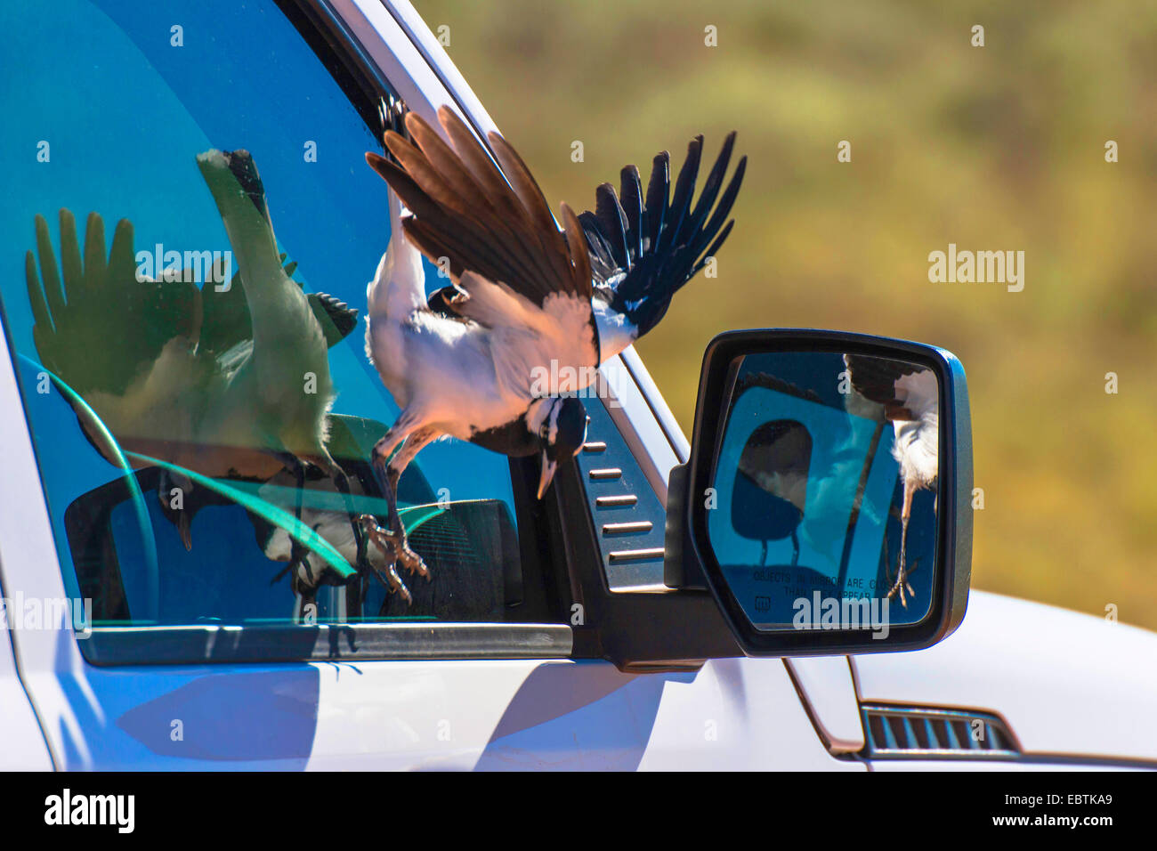 Gazza lark (Grallina cyanoleuca), gazza lark attacca la sua immagine speculare, Australia Australia Occidentale, Cape Range National Park Foto Stock