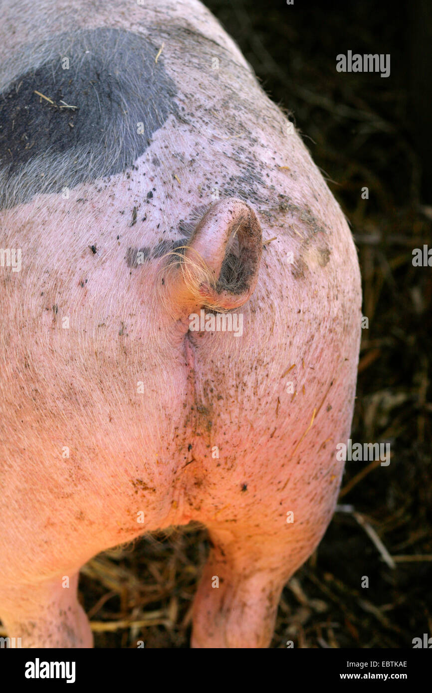 Suini domestici (Sus scrofa f. domestica), fondo di maiale con coda a ricciolo, in Germania, in Renania settentrionale-Vestfalia Foto Stock