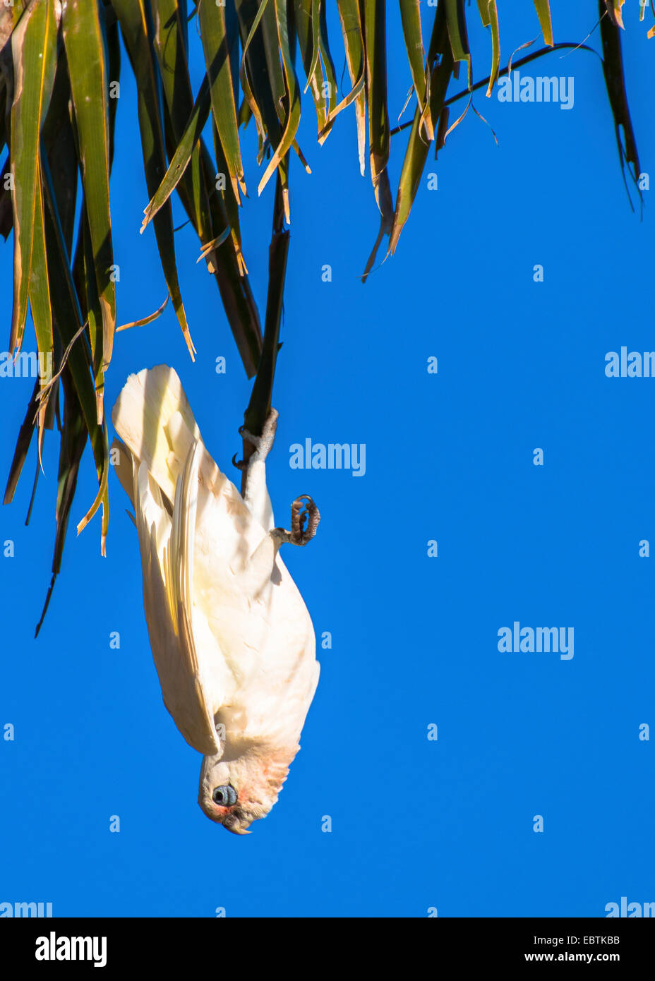 Poco corella (Cacatua sanguinea), klimbing su un albero di palma, Australia Australia Occidentale, Carnarvon National Park Foto Stock