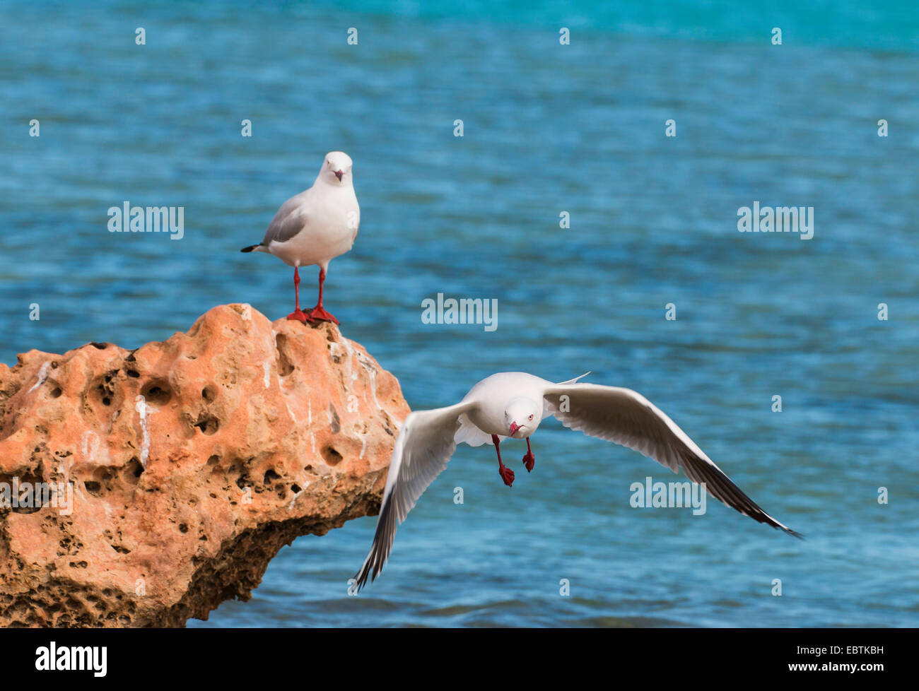 Gabbiano argento (Larus novaehollandiae, Chroicocephalus novaehollandiae ), due gabbiani ad una roccia costiere, Australia Australia Occidentale, Coral Bay Foto Stock