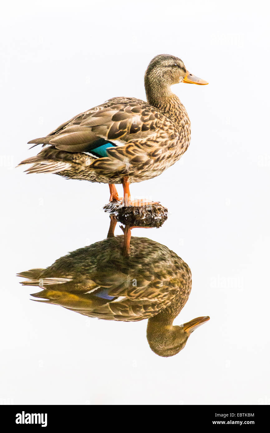 Il germano reale (Anas platyrhynchos), femmina essendo riflesso nell'acqua, Norvegia, Troms, Prestvannet Foto Stock