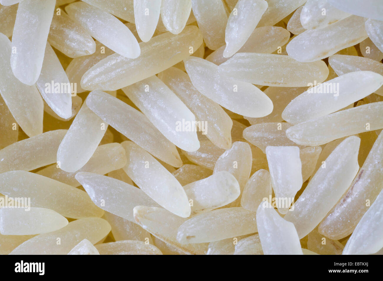 Comune di riso (Oryza sativa), chicchi di riso, riso a grani lunghi Foto Stock