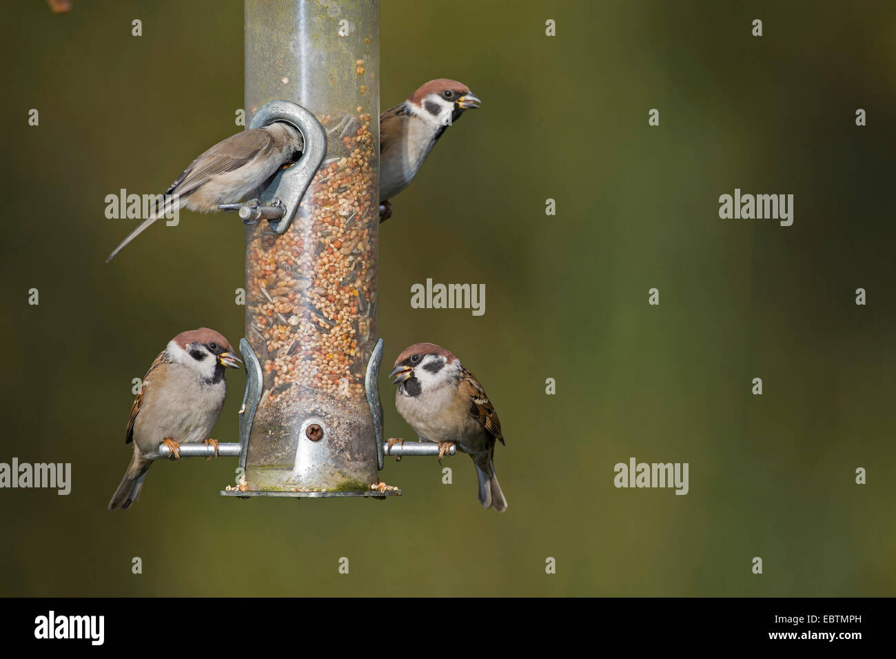 Eurasian tree sparrow (Passer montanus), albero passeri grani di alimentazione da un alimentatore di uccelli, Germania Foto Stock