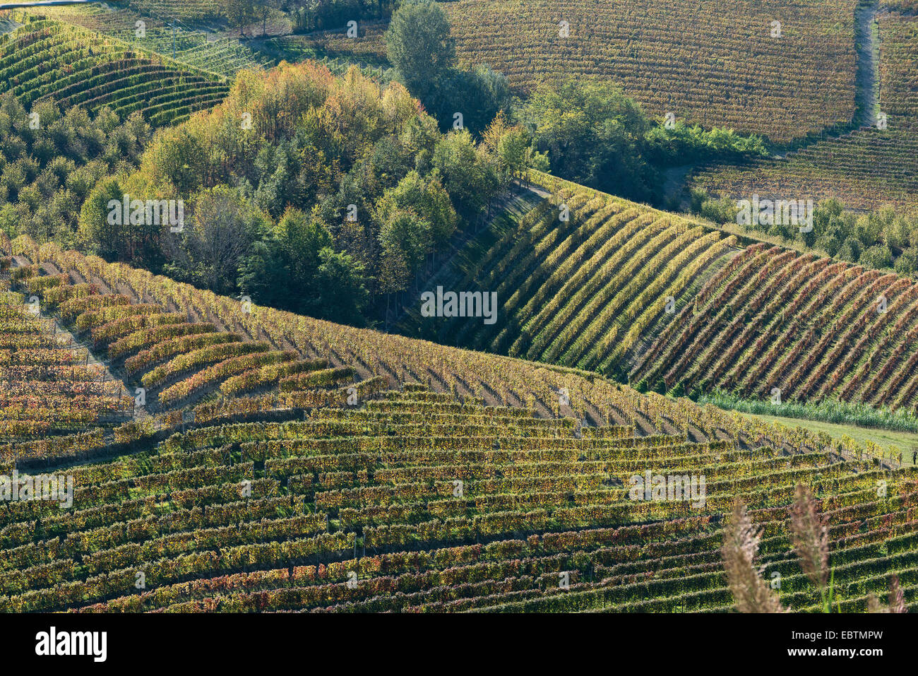L'Italia, panorama di vigneti del Piemonte: Langhe-Roero e Monferrato nella Lista del Patrimonio Mondiale UNESCO Foto Stock