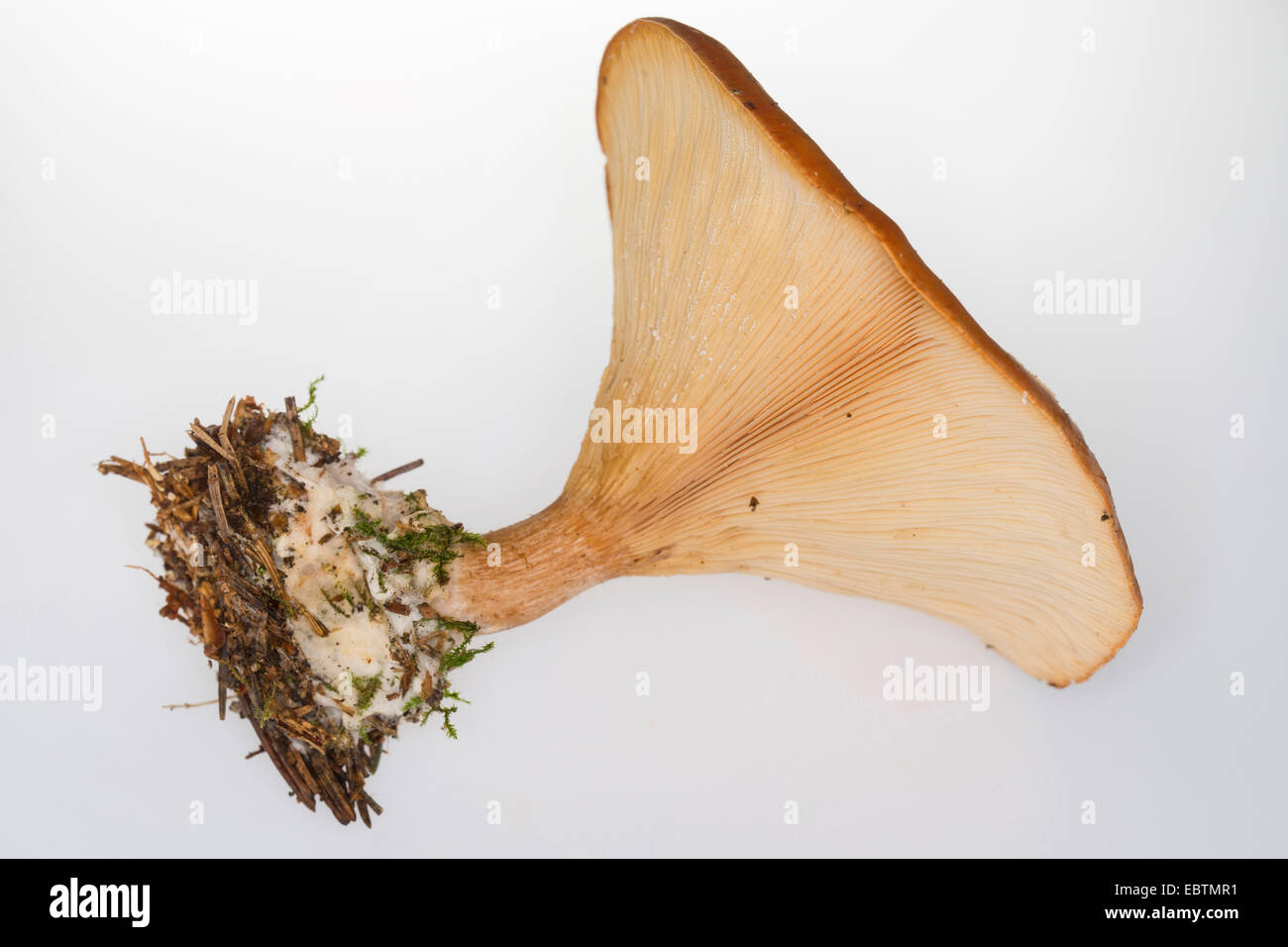 Bruno imbuto (Lepista flaccida), corpo fruttifero con radici di fronte a uno sfondo bianco, Germania Foto Stock