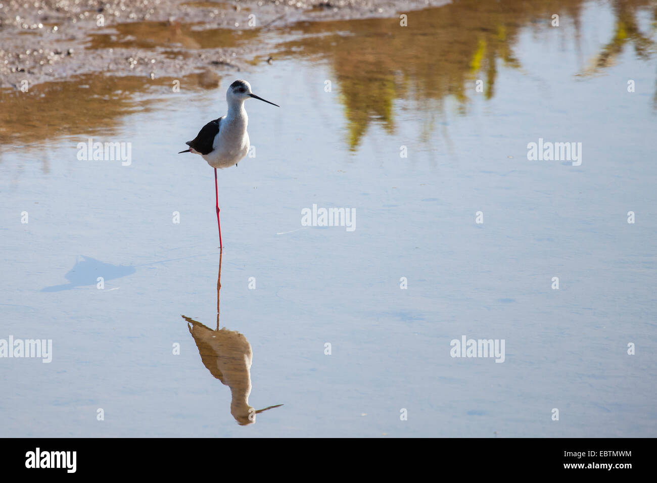 Immagine di un black-winged inclinare con la riflessione e l'ombra Foto Stock