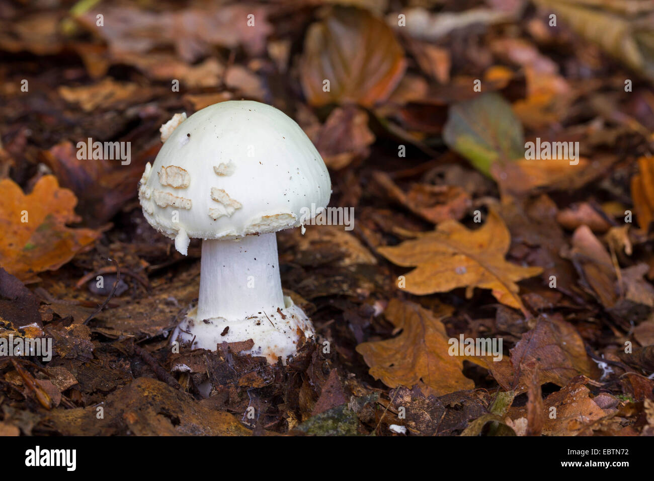 Falso deathcap (Amanita citrina, Amanita mappa), giovane corpo fruttifero con velo chiuso sul suolo della foresta , Germania Foto Stock