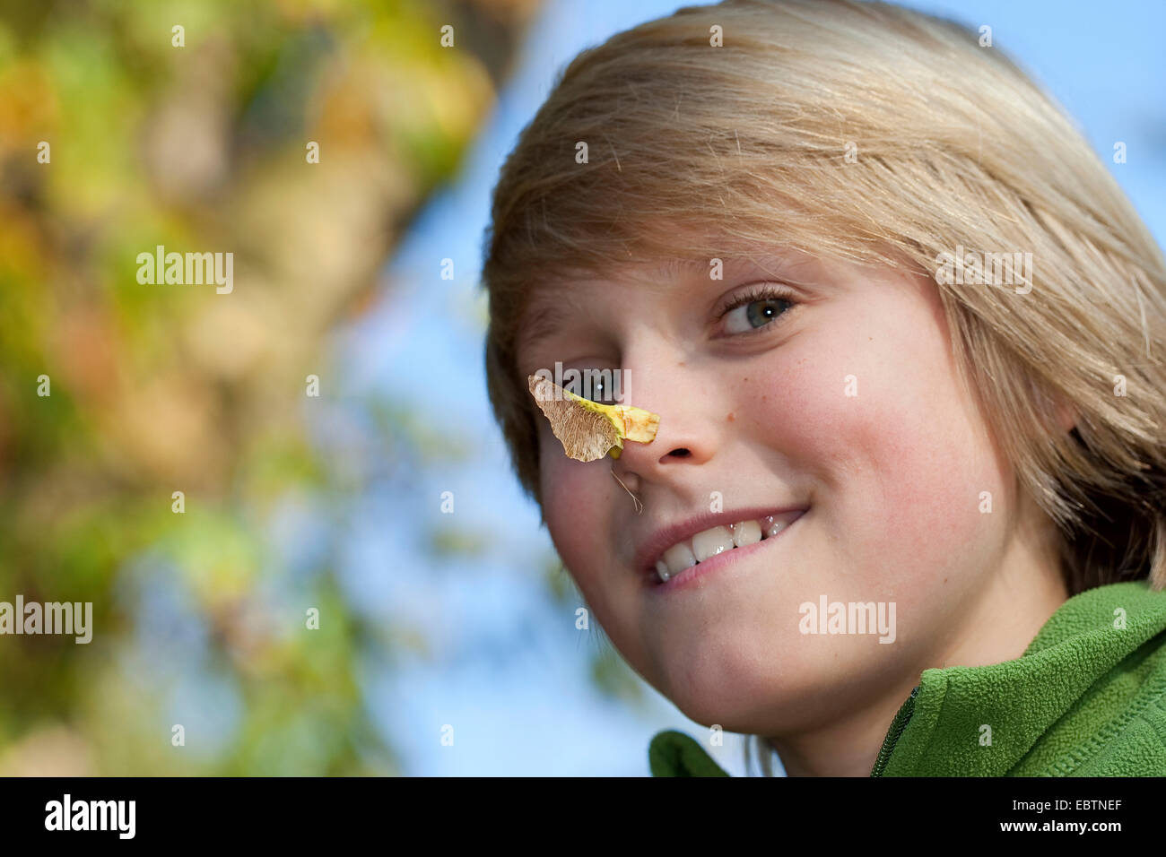 Maple (Acer spec.), ragazzo ha clambed il frutto alato sul suo naso, Germania Foto Stock