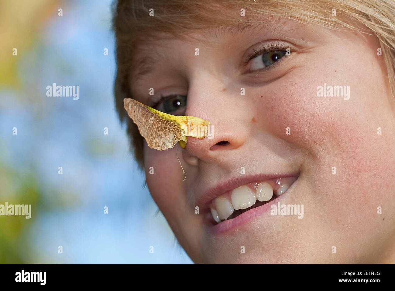Maple (Acer spec.), ragazzo ha clambed il frutto alato sul suo naso, Germania Foto Stock