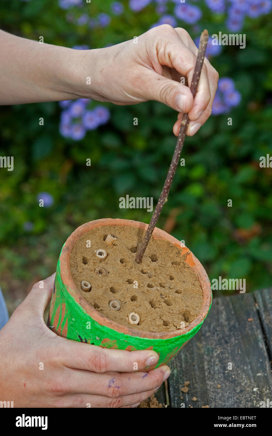 Bambino la costruzione di un allevamento di insetti help, Germania, Europa, Germania Foto Stock