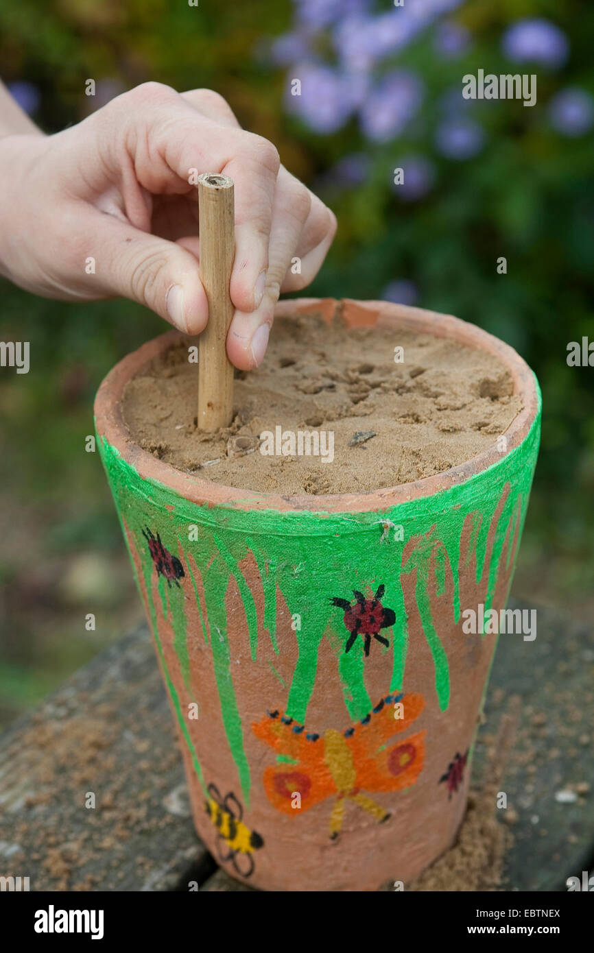 Bambino la costruzione di un allevamento di insetti help, Germania, Europa, Germania Foto Stock