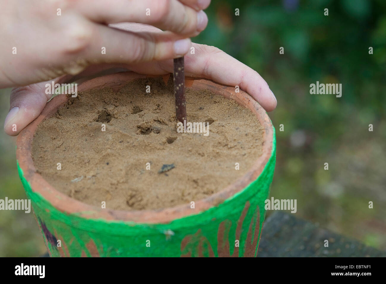 Bambino la costruzione di un allevamento di insetti help, Germania, Europa, Germania Foto Stock