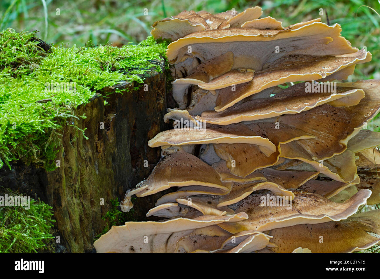 Polypore gigante (Meripilus giganteus), diversi corpi fruttiferi su albero di muschio snag, Germania, Meclemburgo-Pomerania Occidentale Foto Stock