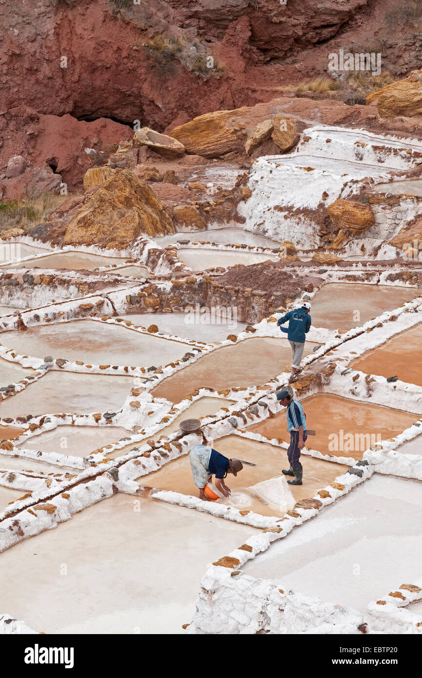 Lavoratori la raccolta di sale nelle saline di Salinas De Maras, Perù, Maras Foto Stock