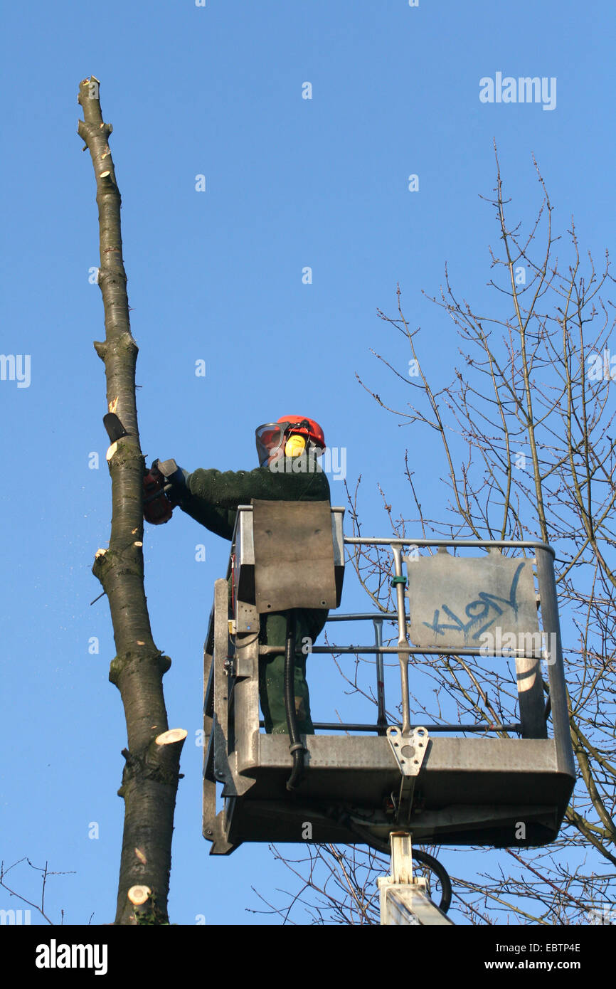 Tree feller il taglio di un albero, in Germania, in Renania settentrionale-Vestfalia Foto Stock